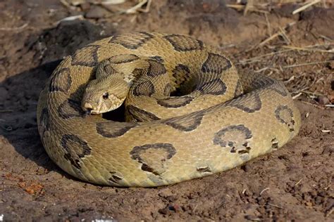 10 Difference Between Rattlesnake Russell Viper And King Cobra With