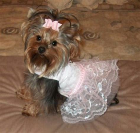 Maybe you would like to learn more about one of these? Pin by Sonya Noga on Yorkies~Luxury | Cute little puppies, Yorkie clothes, Yorkie puppy