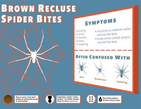 Brown Recluse Spider Bites Symptoms And Pictures