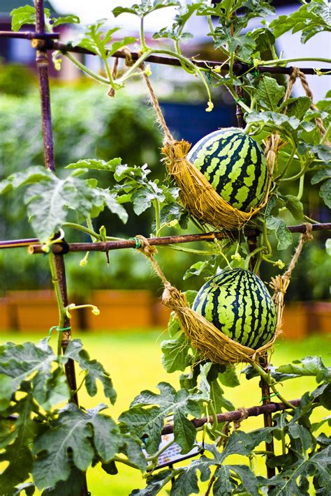 Summer Watermelon By John Rhee Vegetable Garden For Beginners