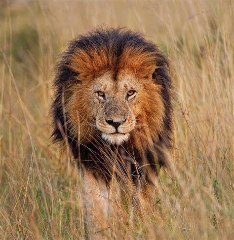 Male Lion Panthera Leo Coming Through Photograph By Annie Katz
