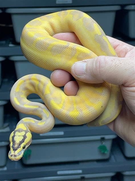 Pastel Enchi Highway Ball Python By Dcm Reptiles Morphmarket