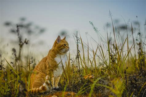 Orange Tabby Cat Standing On Green Grass Hd Wallpaper Wallpaper Flare