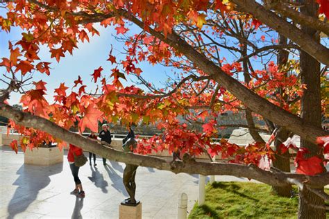 How To Feel The Magical Autumn Season In Ever Sunny Los A - Orchid Republic