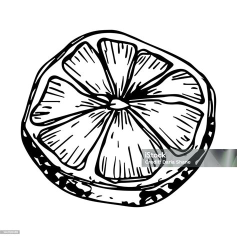 Stock Ilustrace Vektorový Citronový Klipart Ručně Kreslené Citrusy