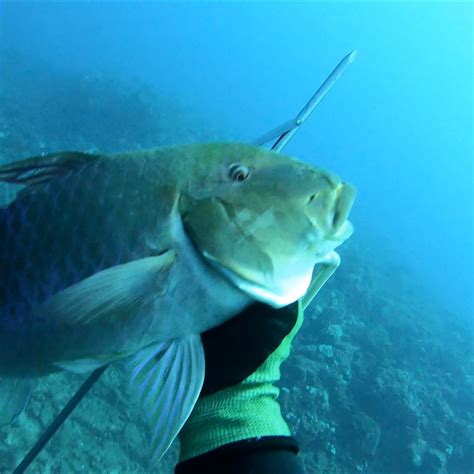 My Favorite Hawaii Fish To Spearfish And Eat Hawaii These Are The