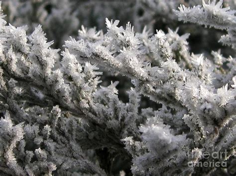 Ice Crystal Formation On The Juniper Photograph By J Mccombie