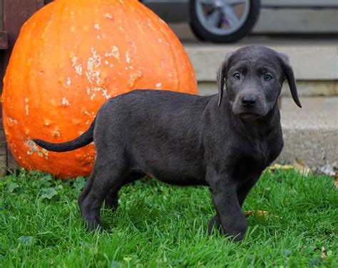 Akc Registered Charcoal Labrador Retriever Puppy For Sale Sugarcreek