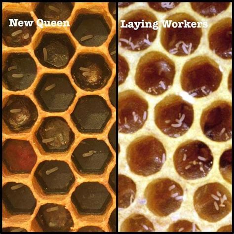 Pin By Douglas On Bees Bee Keeping Honey Bee Bee Keeping Hives