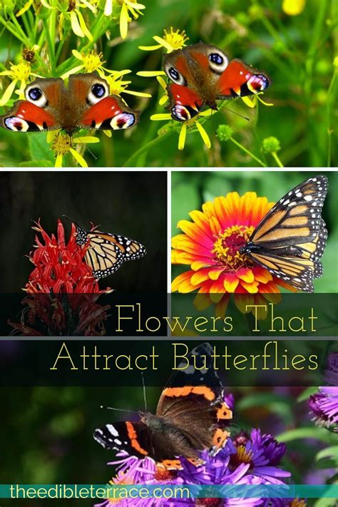 What Kind Of Flowers Do Butterflies Like Butterfly Garden Flowers