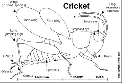 Cricket In Times Square Cricket Biology Diagrams