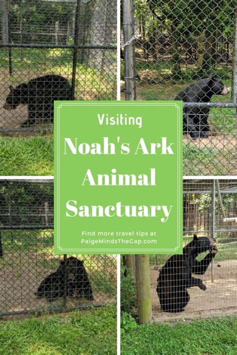 Visiting Noahs Ark Animal Sanctuary Paige Minds The Gap