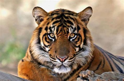 bengal tiger. | Tiger, Tiger pictures, Tiger photography