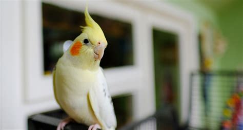 There's a reason these guys are so common in the pet trade: The Top 10 Best Pet Birds: Parakeets, Cockatiels and More