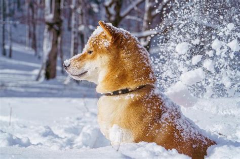 Premium Photo The Shiba Inu Japanese Dog Plays In The Snow In Winter
