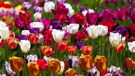 Colorful Tulip Flowers Field Hd Flowers Wallpapers Hd Wallpapers Id