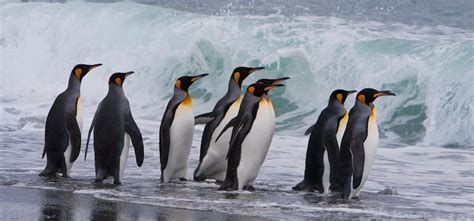 Tours Weddell Sea Emperor Penguin Voyage