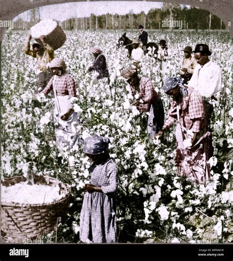 Cotton Is King Plantation Scene With Pickers At Work Georgia