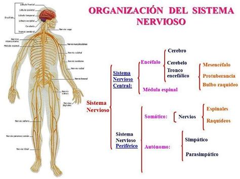 Mapa Conceptual Del Sistema Nervioso Gu A Paso A Paso