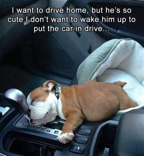 16 Times Sleepy Animals Were Too Tired To Even Care Memes Sleepy