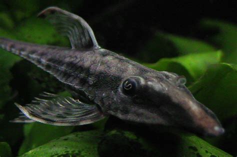 Photo Scanner Longnose Whiptail Catfish