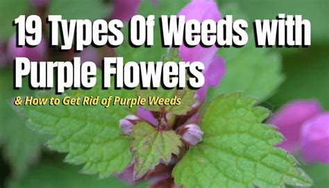 19 Types Of Weeds With Purple Flowers The Backyard Pros