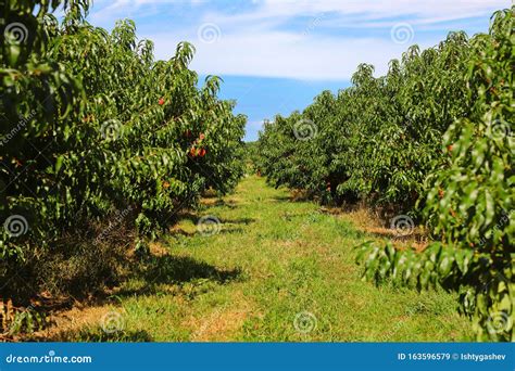 Rows Of Peach Trees With Ripe Peaches Shallow Focus Stock Image