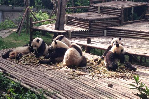 China Travel Chengdu Giant Panda Breeding Research Base