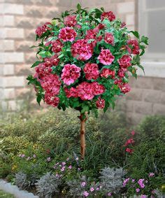 From my research the most common and best weeper of the bunch (and my fav. weeping hibiscus tree | Gardening that I love | Pinterest ...