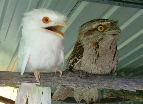 Albino Tawny Frogmouth Owl Pretty Birds Beautiful Birds Animals