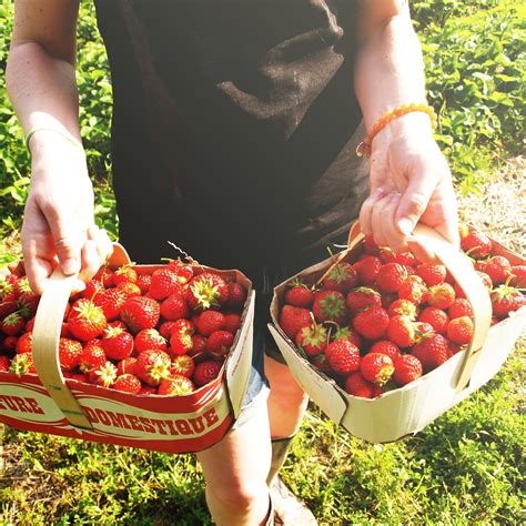 Woman in Real Life: Strawberry Picking in Summer