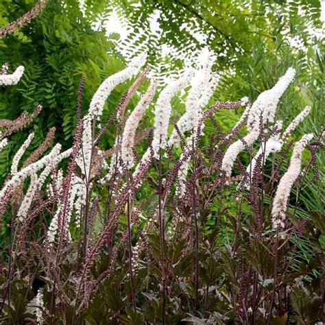 Actaea Simplex Atropurpurea Group Black Negligee Baneberry In