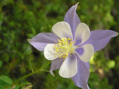 Maybe you would like to learn more about one of these? White light purple columbine flowers image.PNG Hi-Res 1080p HD