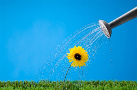 Watering A Flower Stock Photo Download Image Now Istock