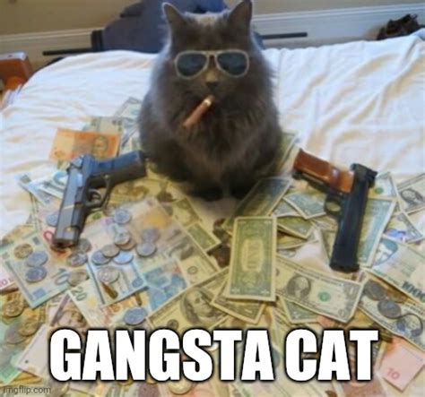 Gangsta Cat Imgflip