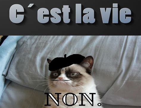 Free Download Cat Meme Quote Funny Humor Grumpy French Sadic Wallpaper