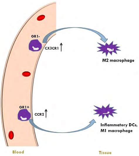 The Origin Of Tissue Macrophages And DCs As Shown In The Diagram Download Scientific