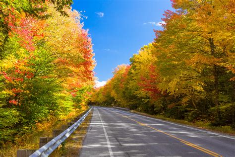 Forest Road In Fall Free Stock Photo Public Domain Pictures