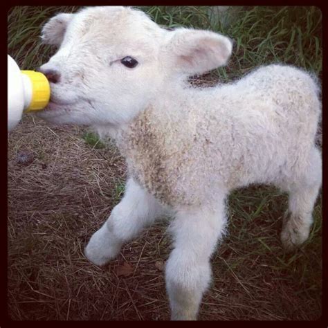 Little Lamb Lamb Pictures Cute Baby Animals Baby Sheep