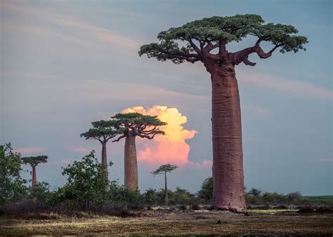 Famously resilient baobab trees have been dying off • Earth.com