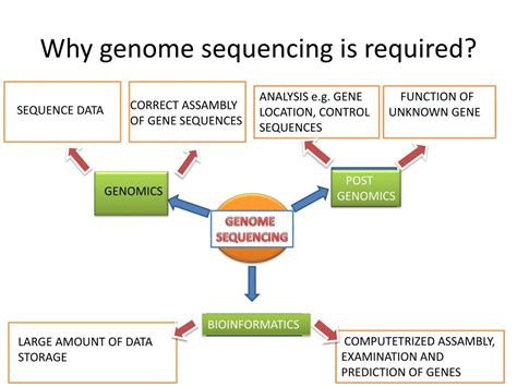 Ppt Presentation On Genome Sequencing Powerpoint Presentation Free