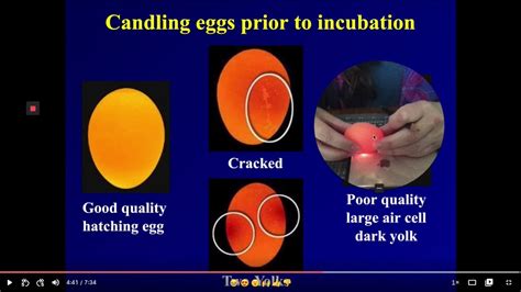 Candling Eggs Before Incubation Youtube