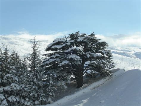 Wintersnow In Lebanon Page 6 Winter Snow Old Trees Lebanon