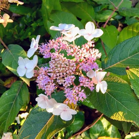 94 Images Of Lacecap Hydrangea By Doodle