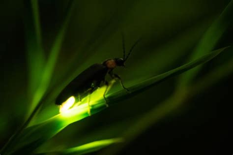 what eats fireflies its natural predators