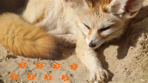 Do Fennec Foxes Have Paw Pads All Small Pets