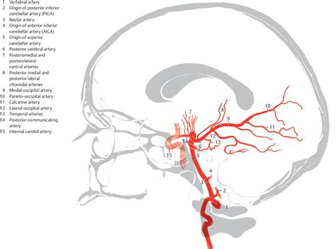 Part Iii Topography Of The Head And Neck Radiology Key