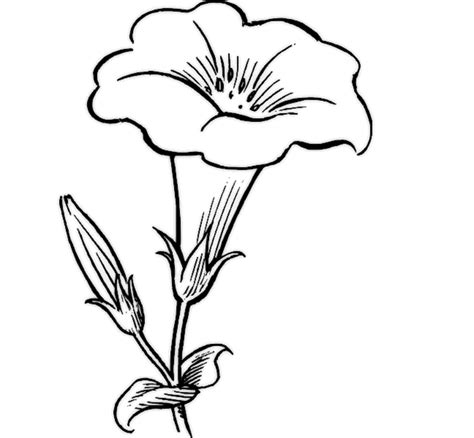 Simple Flower Drawing At Explore Collection Of