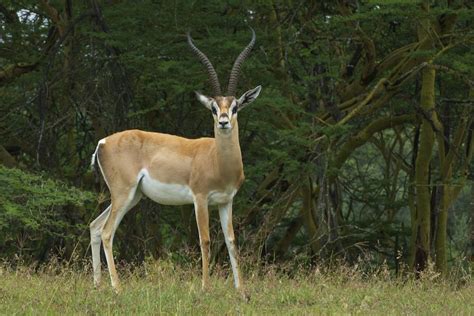 B Arturo De Frias Wildlife Photography B Grant´s Gazelle