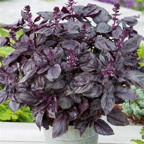 Purple Dark Opal Basil Seeds Usa Thai Rubin Asian Herb Etsy